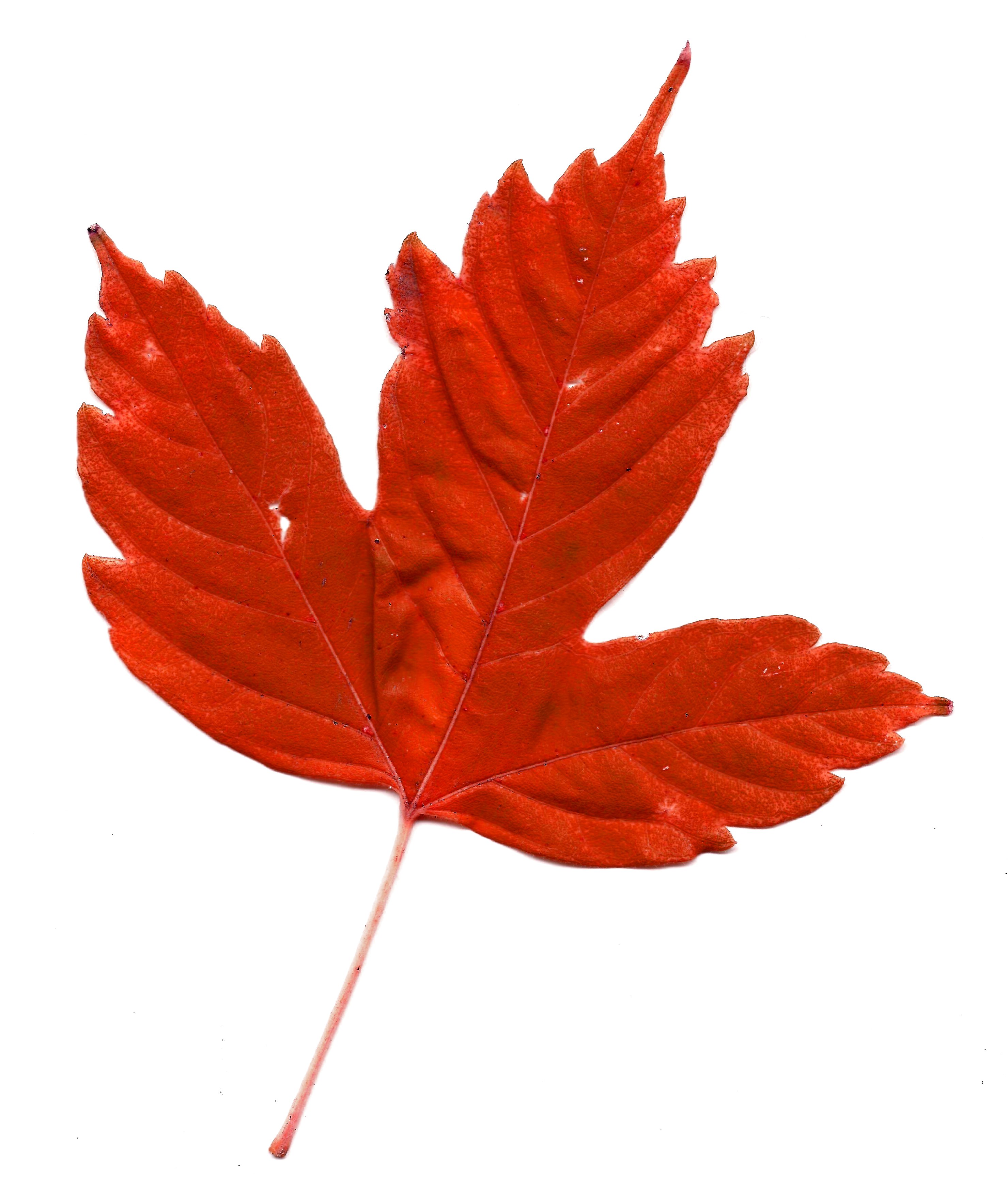 Pictures Of Maple Leaf - ClipArt Best