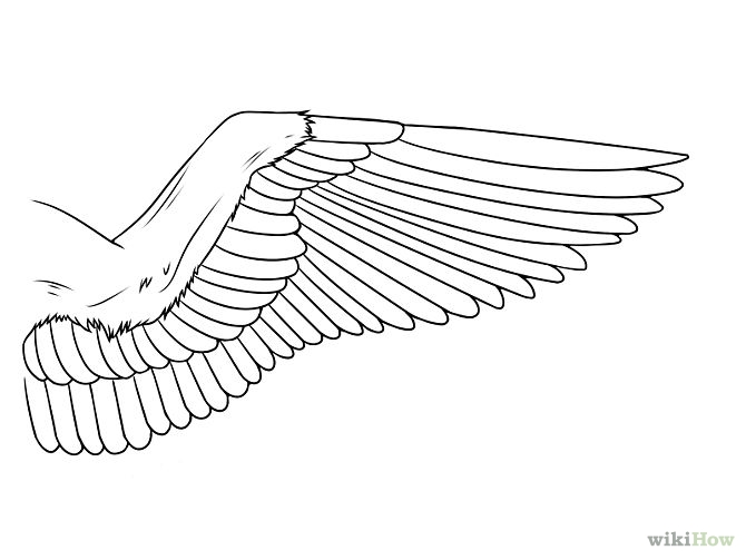 How to Draw Wings: 12 Steps (with Pictures) - wikiHow