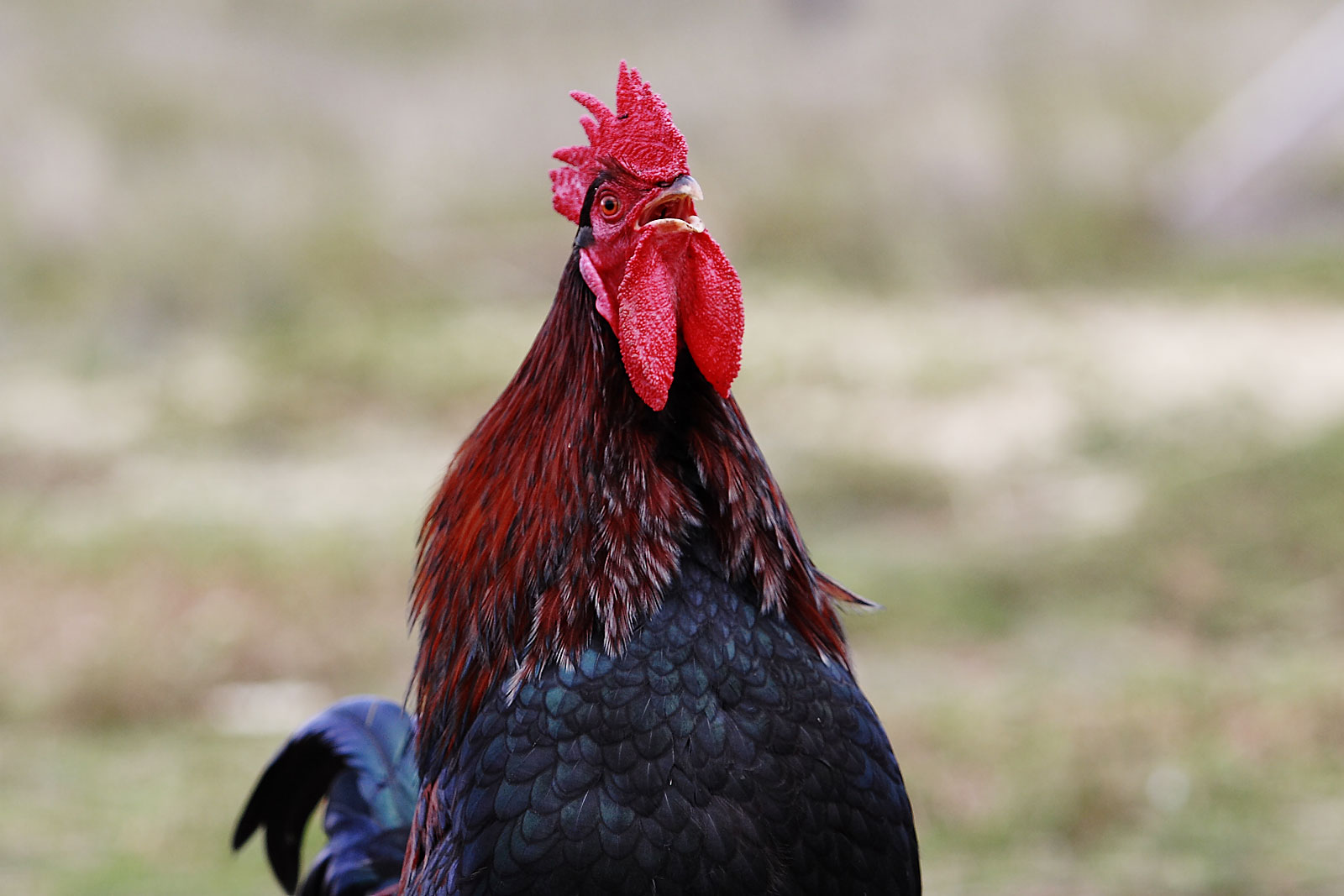 File:Rooster crowing.jpg - Wikimedia Commons