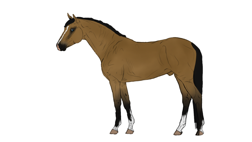 deviantART: More Like 5 point horse adopt 4| SOLD! by CheapHorseAdopts