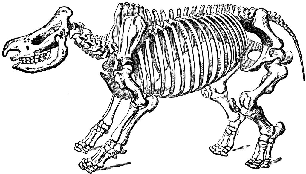 Rhinoceros Skeleton | ClipArt ETC