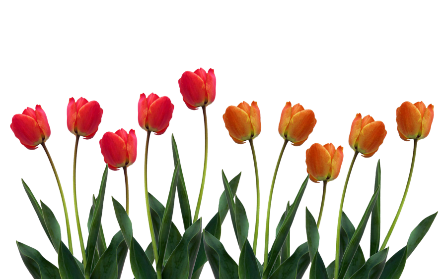 tulips by sherryjane on deviantART