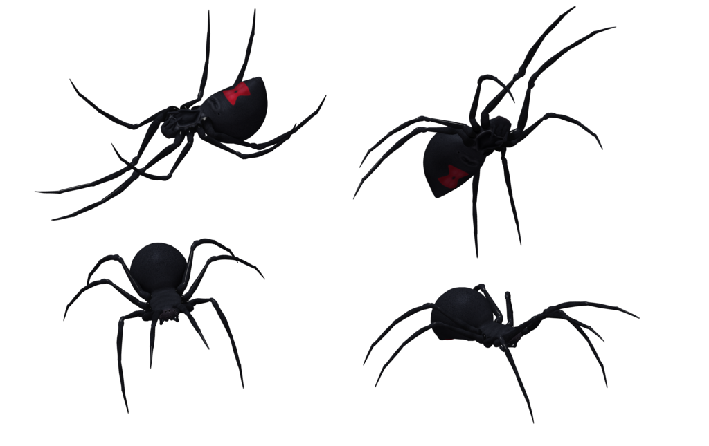 Black Widow Spider Drawing