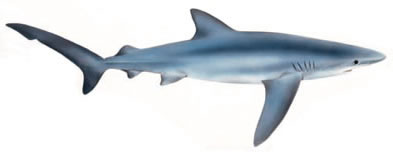 Free Sharks Clipart. Free Clipart Images, Graphics, Animated Gifs ...