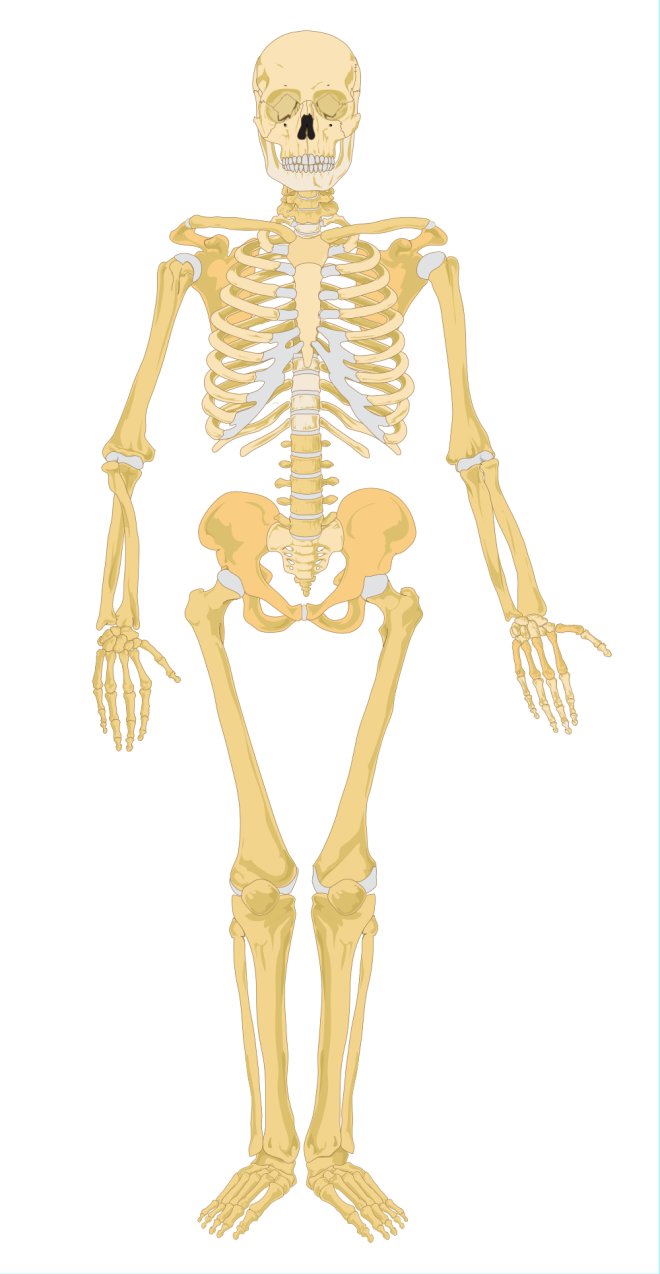 Label the Human Skeleton | K-5 Computer Lab