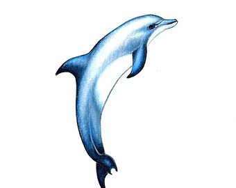 dolphin drawing – Etsy