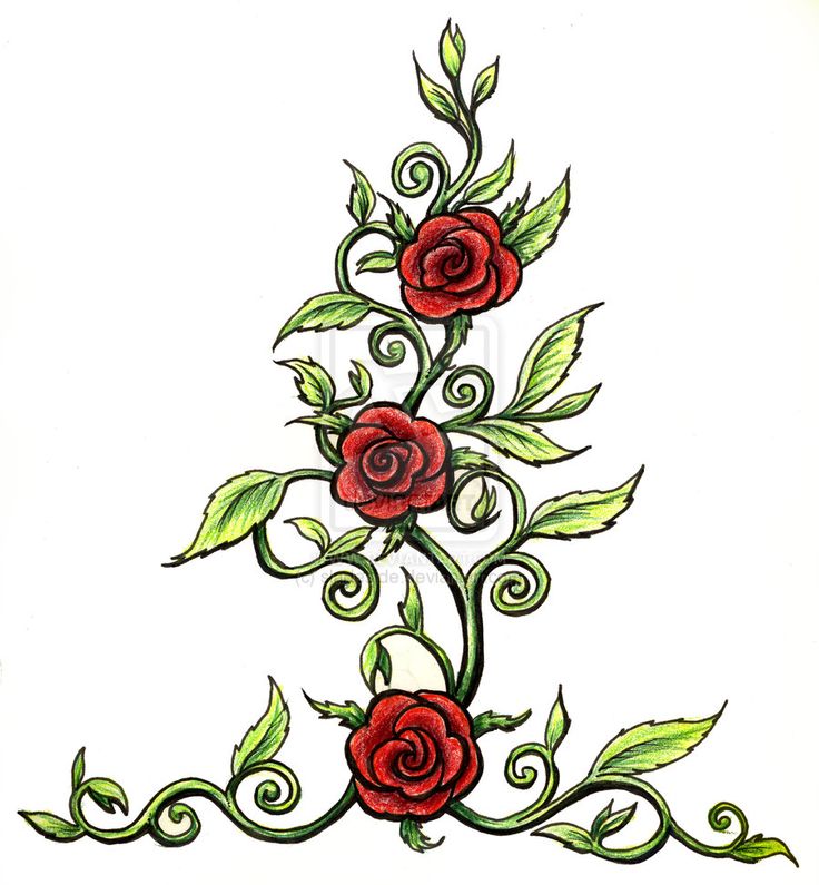 Rose Vine Drawings Cliparts.co