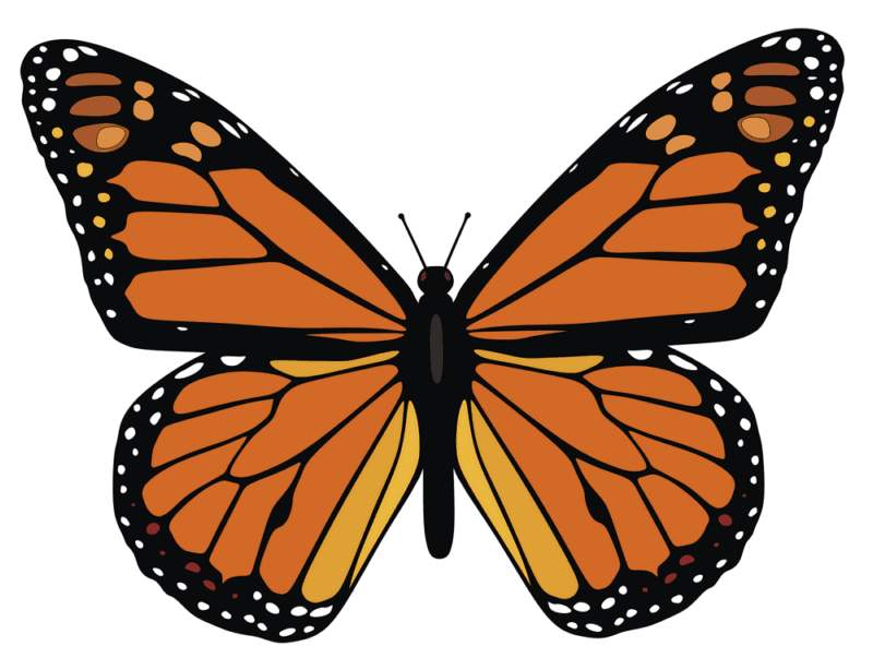 Monarch Butterfly Clip Art - Cliparts.co