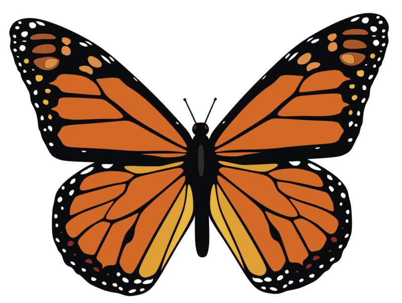 Simple Monarch Butterfly Drawing Learn How To Draw A Monarch 