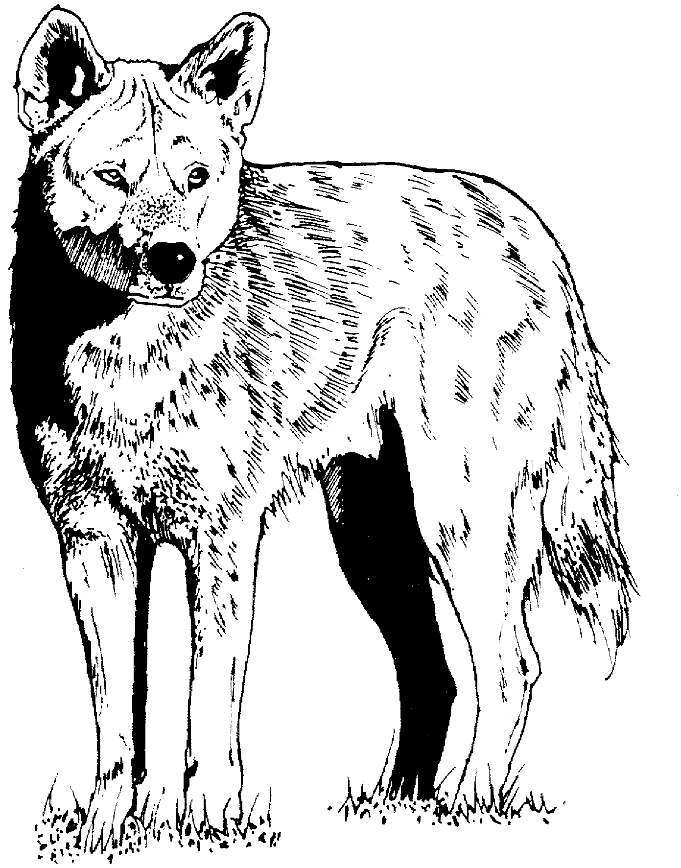 Free Coyote Coloring Page