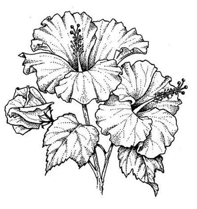 Hibiscus Sepals Related Keywords & Suggestions - Hibiscus Sepals ...