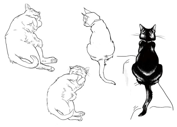 Celia Bullwinkel Cat Drawings | Meathaus