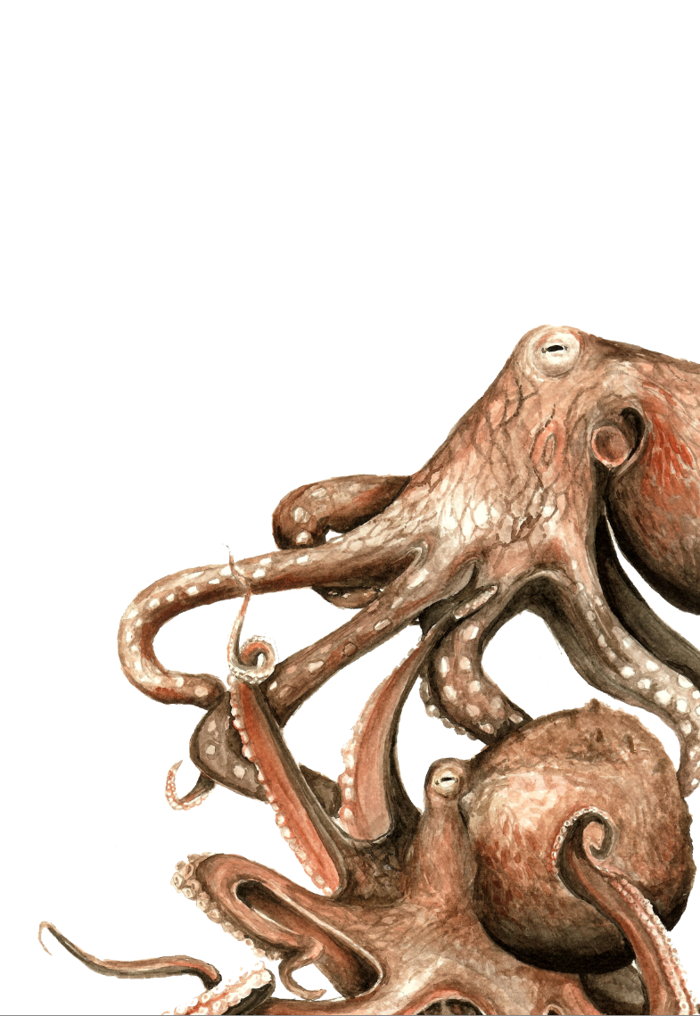 octopus | Ina Dorthea Thuresson