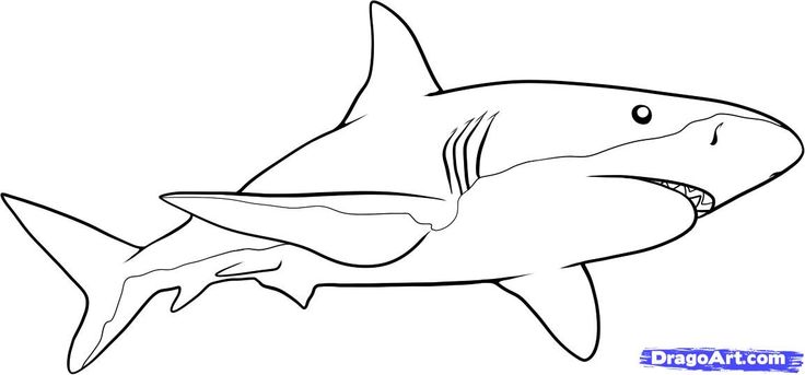 ocean shark coloring pages - photo #10