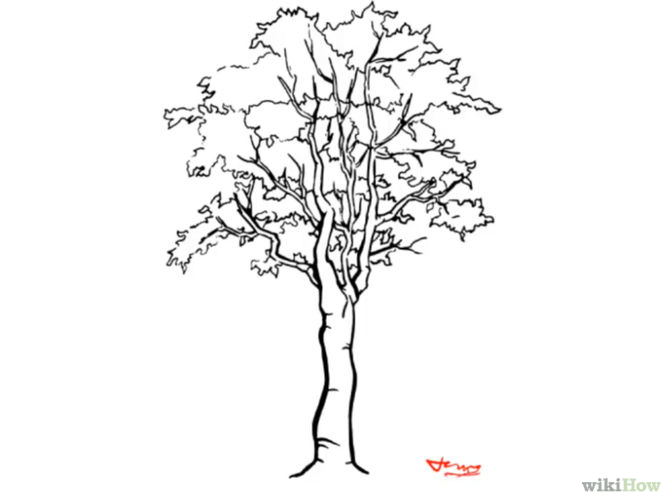 How to Draw a Detailed Tree: 7 Steps (with Pictures) - wikiHow