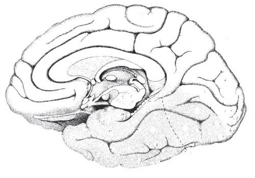 Printable Brain Diagram | humandiagram.info