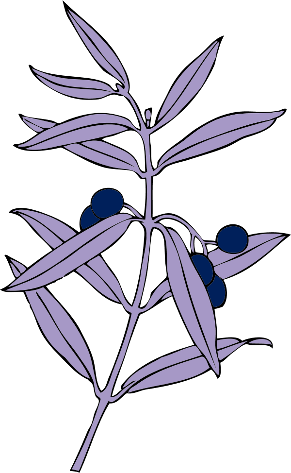 olive branch - vector Clip Art