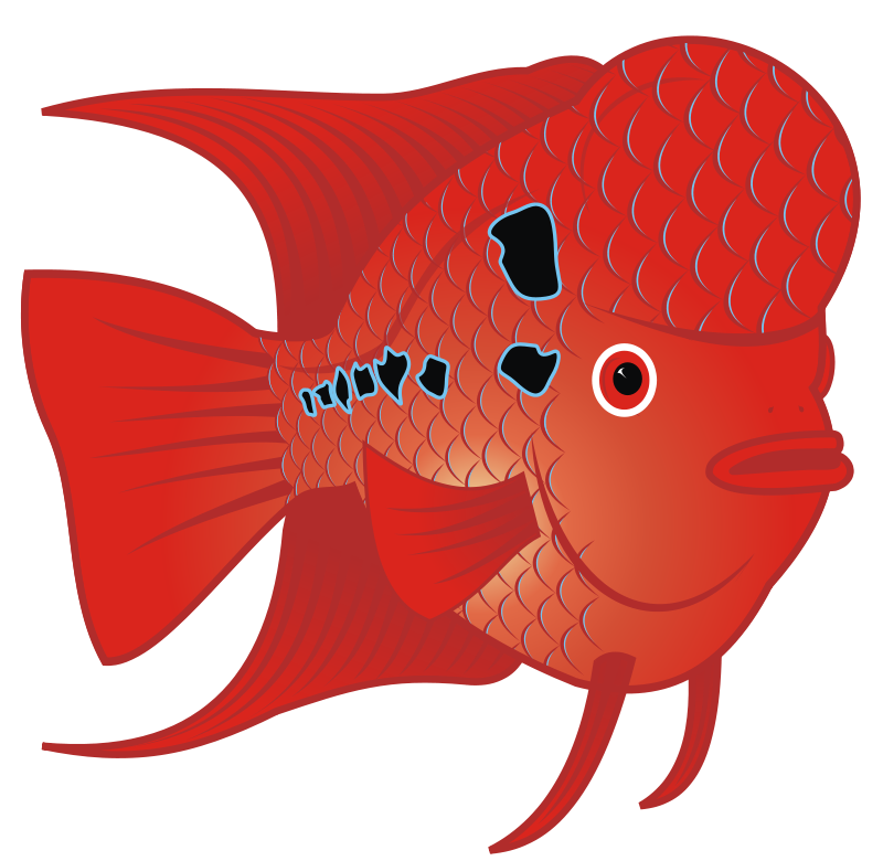 Flowerhorn Fish Clip Art Download