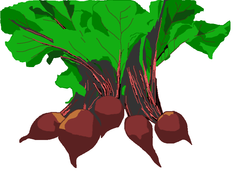 Beets - FREE photo images from FreeTiiuPix