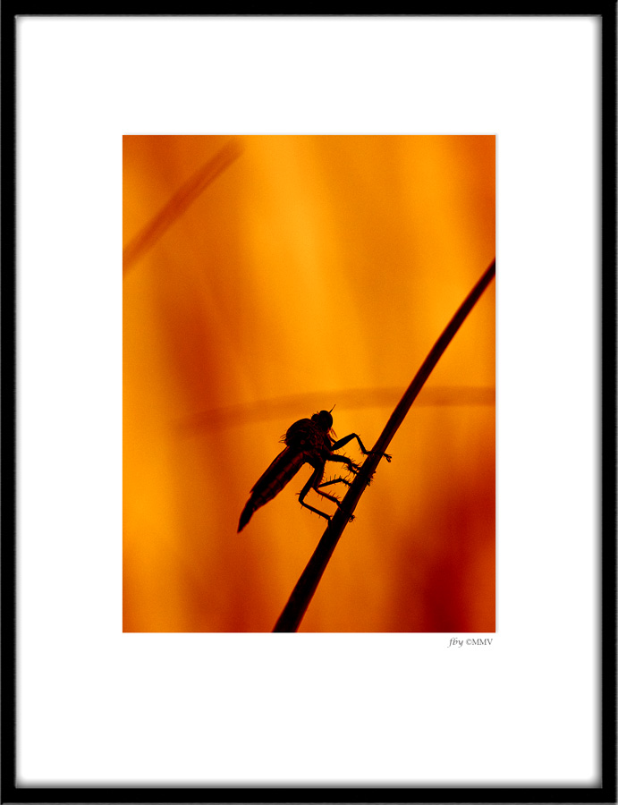 Robberfly Silhouette by biawak on deviantART