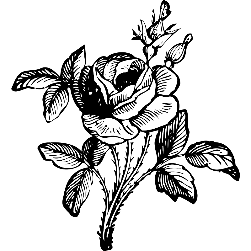 Clipart - rose