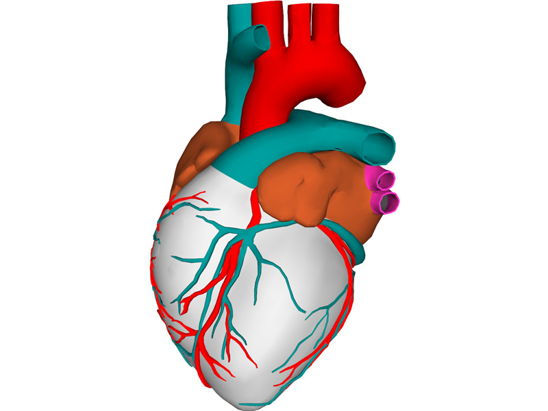 Heart with Internal Parts 3D Model Download | 3D CAD Browser