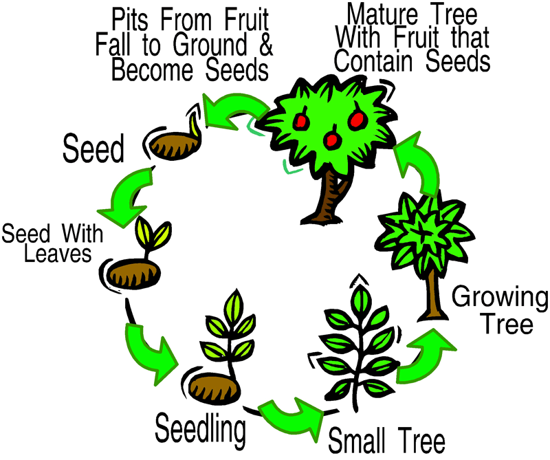 tree life cycle | V is for Vegetable | Pinterest