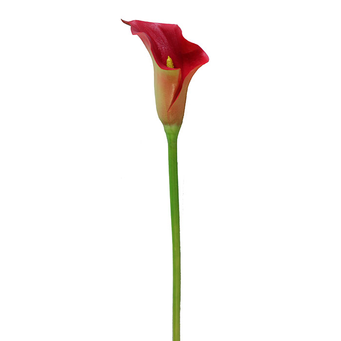 free clip art calla lily flower - photo #23