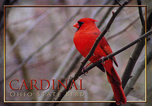Ohio State Bird | Flickr - Photo Sharing!
