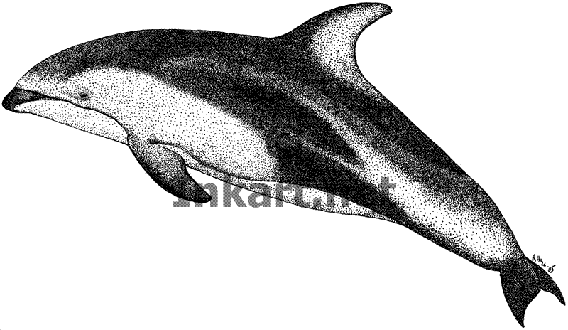 Pacific White-Sided Dolphin Stock Art Illustration