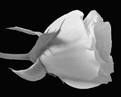 Black and White Rose Photography at ArtistRising.com