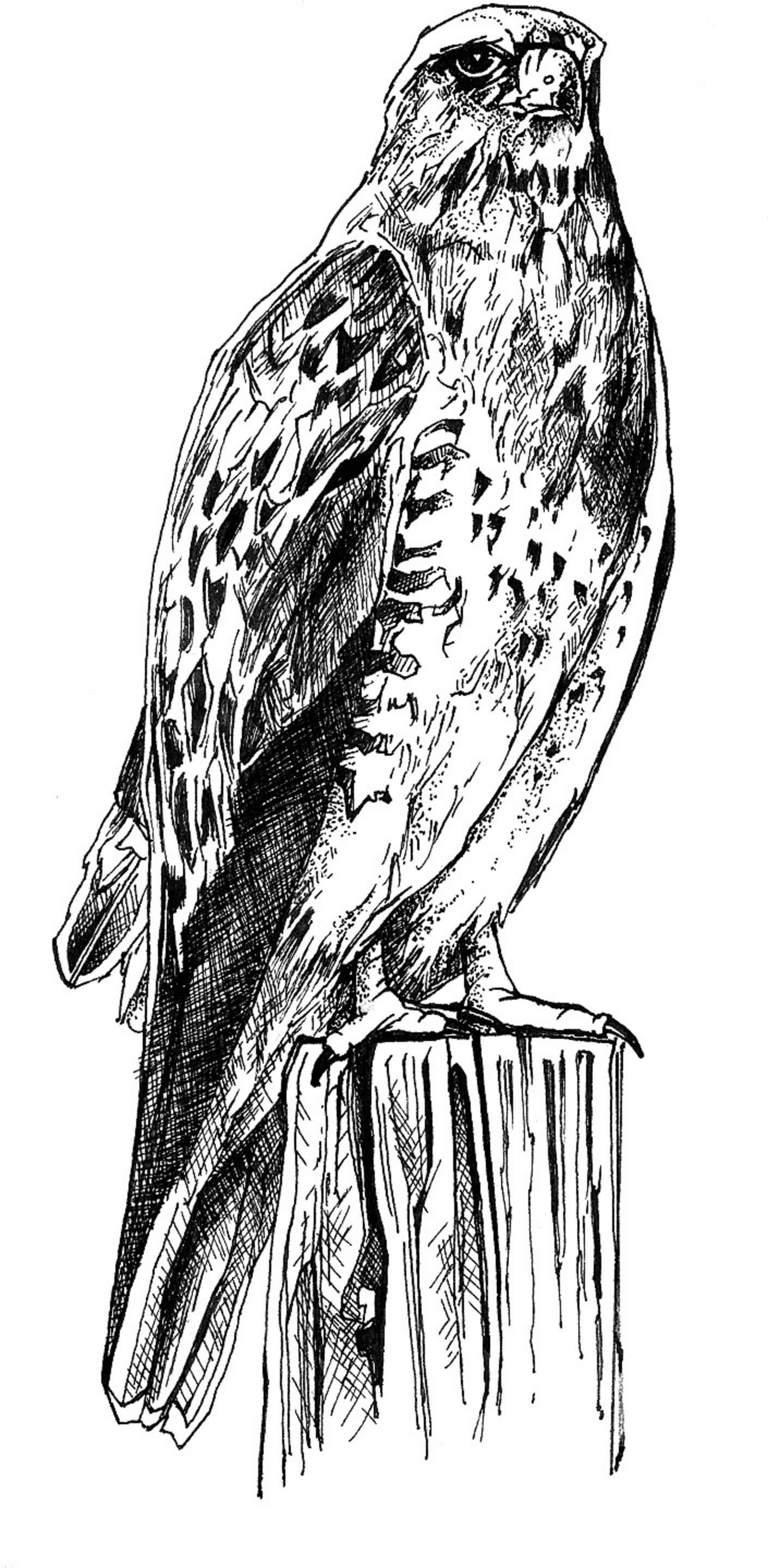 File:Black and white line art drawing of bird body.jpg - Wikimedia ...