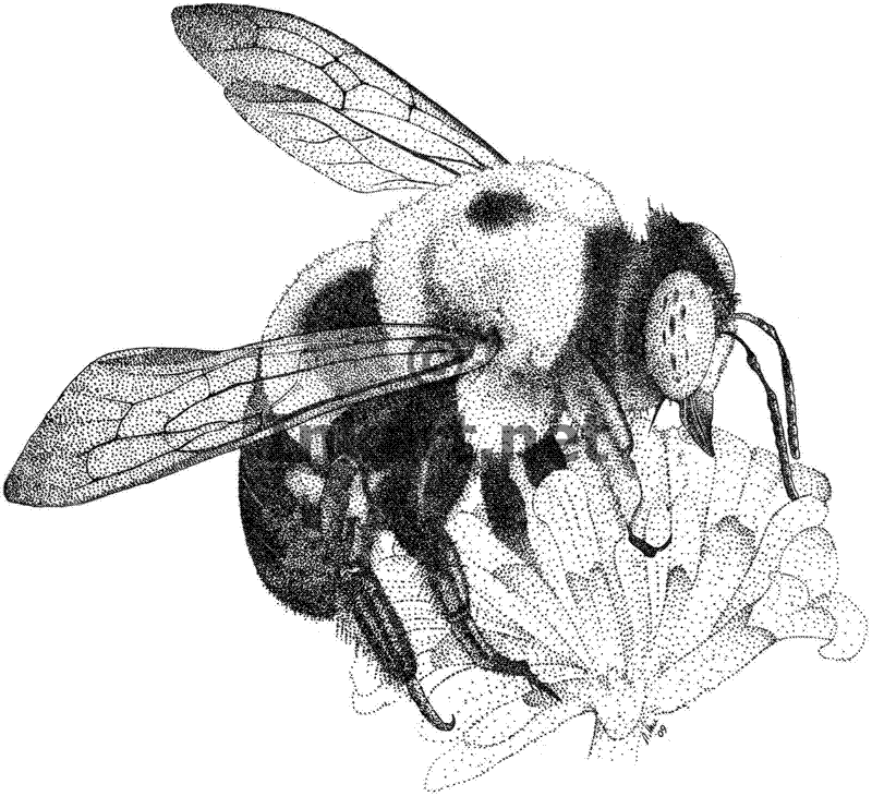 Bee Drawing - Cliparts.co