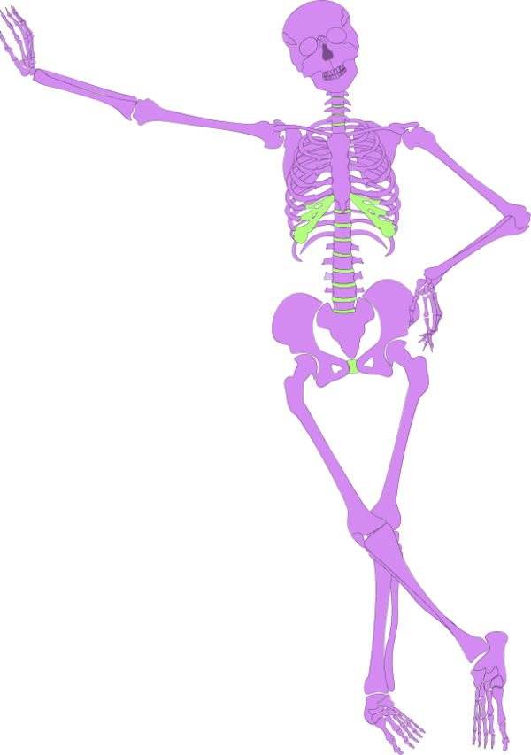 Human Skeleton Outline - vector Clip Art