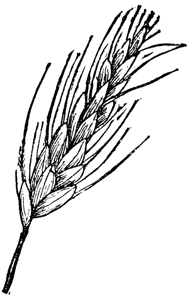 Wheat Images Clip Art