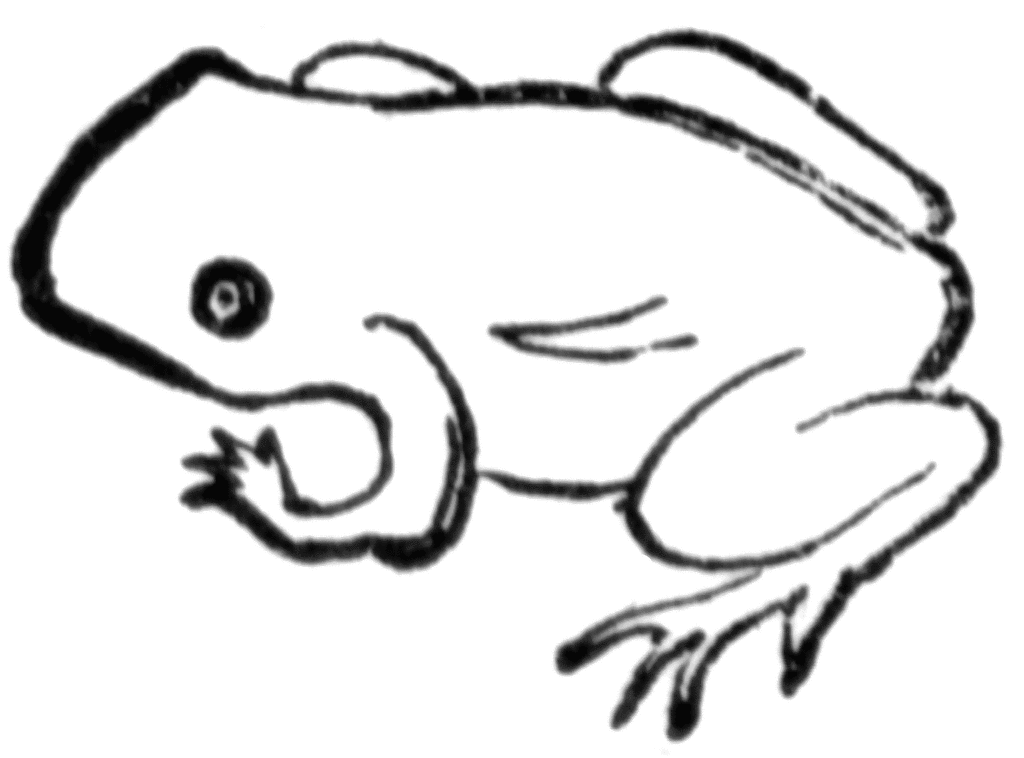 Toad 20clipart