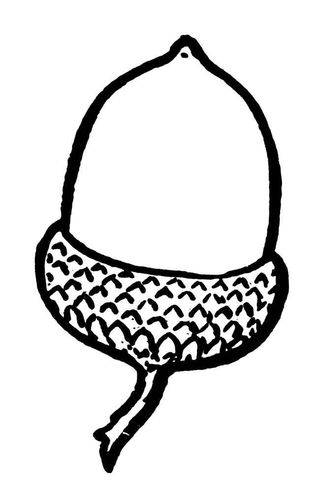 Acorn Coloring Page Page 4 Images
