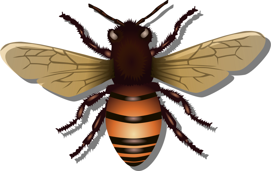Honey Bee Clipart, vector clip art online, royalty free design ...