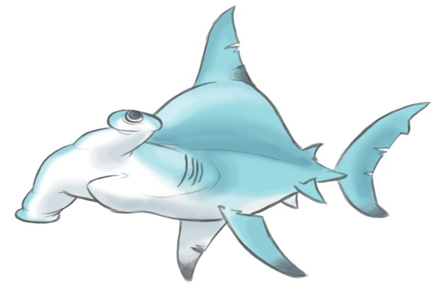 deviantART: More Like Shark Week 01: Oceanic Whitetip by Brah-J