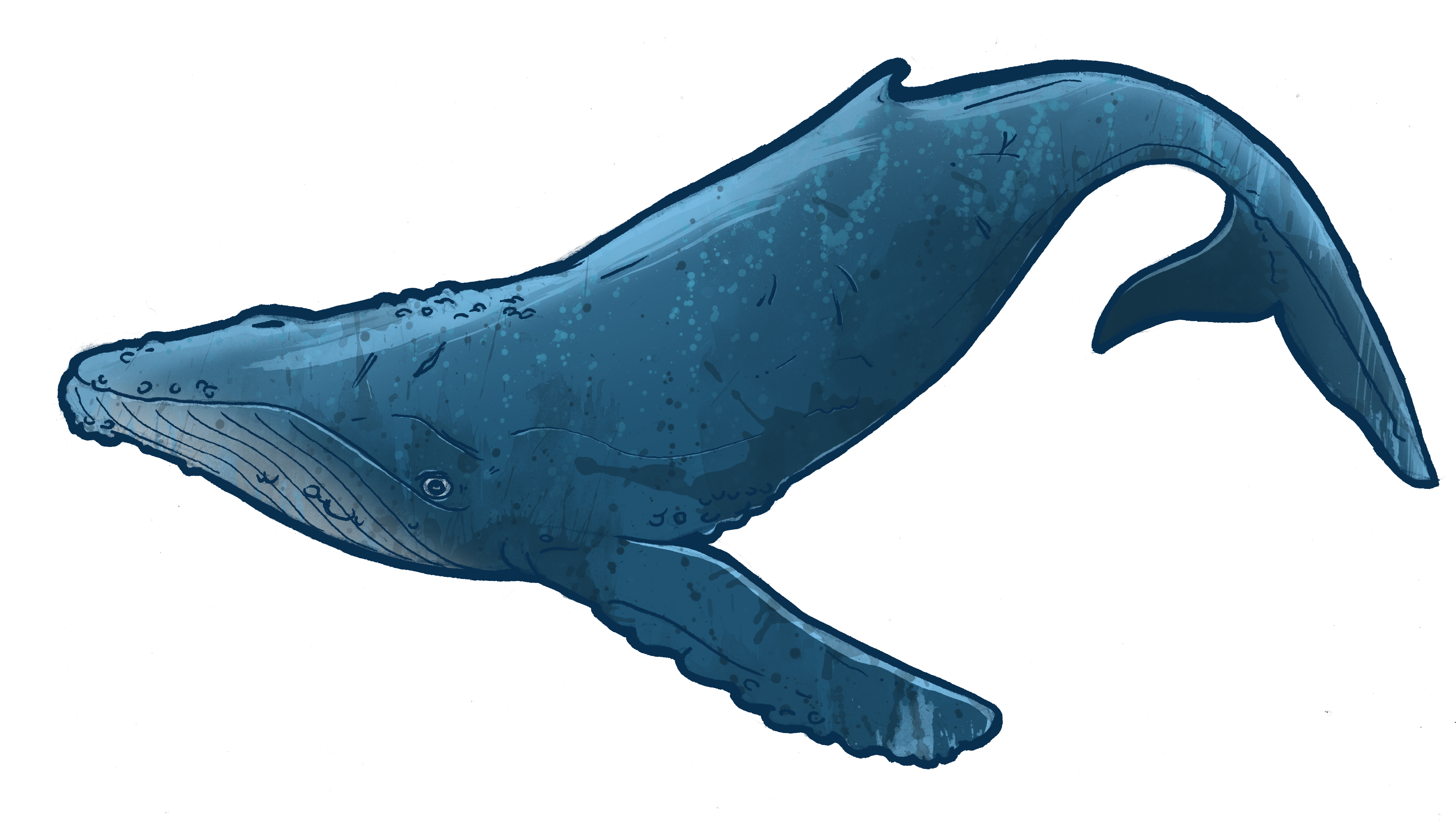 Blue Whale Art - Cliparts.co