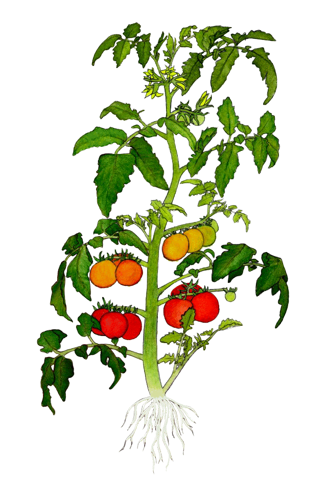 tomato plant clip art - photo #4
