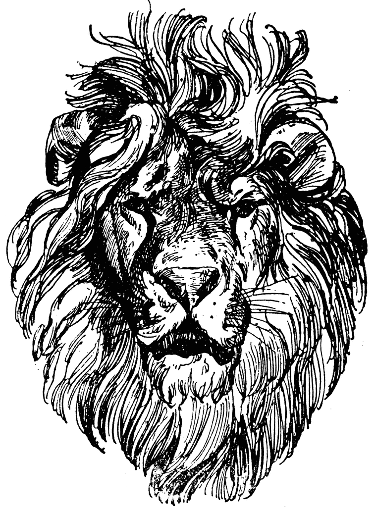 Drawings Of Lion Heads