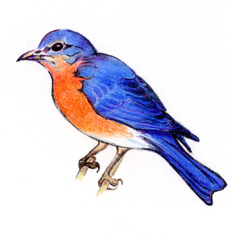 Blue Bird Drawings