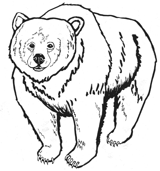 Bear Line Art - Cliparts.co