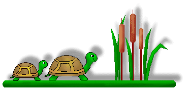 Turtle Clip Art - Two Turtles on a Linebar