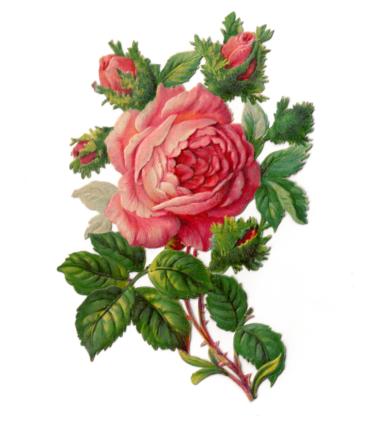 victorian rose clip art | craftgawker