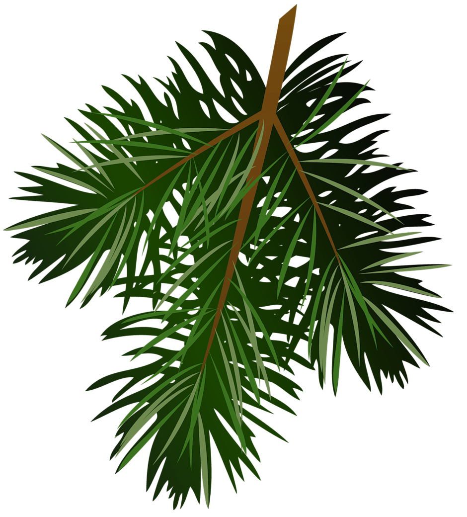 Images For > Pine Branch Clip Art
