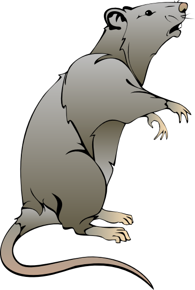 Rat clip art - vector clip art online, royalty free & public domain