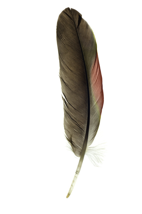 Feather | Img Need