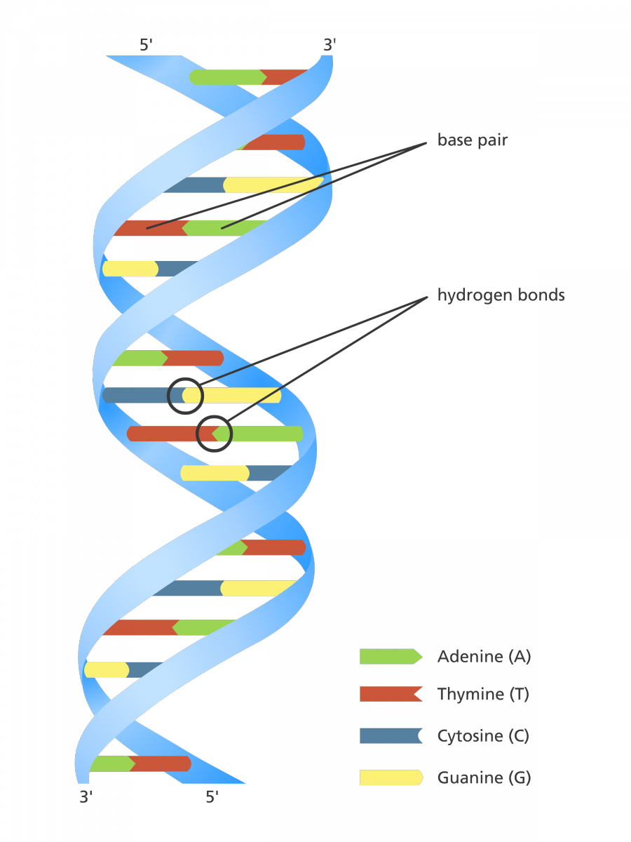 Unravelling the double helix | Stories | yourgenome.org